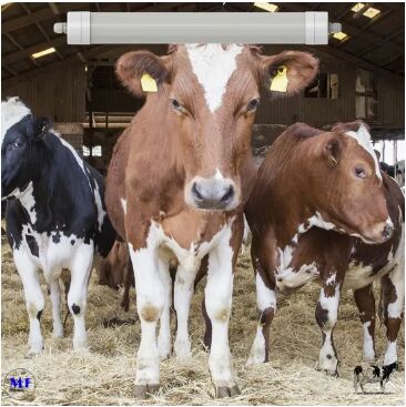 LED Tri-Proof Light Anti-Ammoniak Wit Kleur Ik10 IP69K 0~10V Dim CCT Power Verstelbaar 170lm/W 1,6m voor Diary Koeien Schaap Boerderij vee